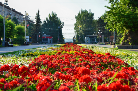 Early morning, Volgograd, Alley of the fallen heroesの写真素材