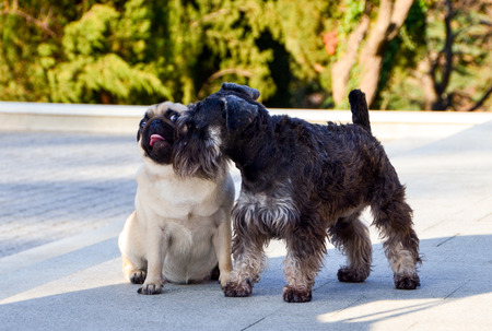 Funny dogs, two dogs get acquainted, a pug in shock