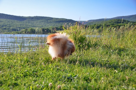 A fluffy dog stands in a funny pose, having lifted his foot on the shore of the lakeの写真素材