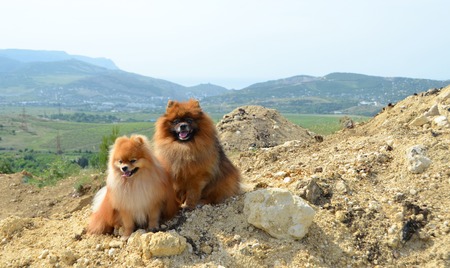 Pomeranian, two beautiful fluffy dogs sit on a mountain in the background of hills and vineyardsの写真素材