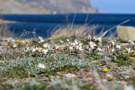 Tulip dichromatic, rare plants, beautiful spring flowersの写真素材