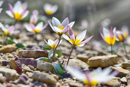 Tulip dichromatic, rare plants, beautiful spring flowersの写真素材