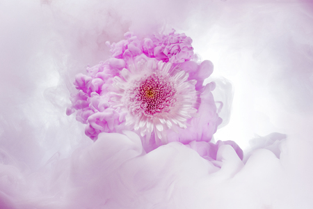 pink chrysanthemum in swirls of a color cloudの写真素材