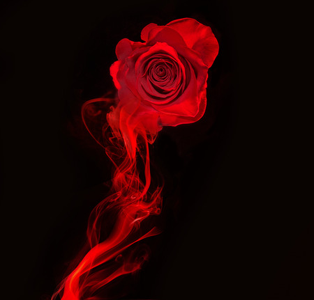 rose and swirl of red smoke isolated on black backgroundの写真素材