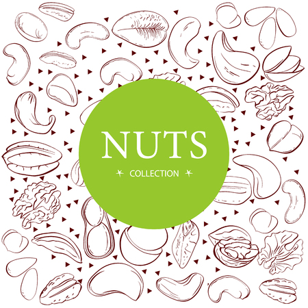Cashew, hazelnut, walnut, pistachio, pecan nuts. Nuts sketches . Design elements for menu, banner, flyer. Vector illustrationのイラスト素材