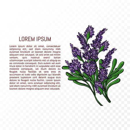 Lavender flower. Romantic wedding invitations. Lavender Card with flowers. Background design for natural cosmetics, beauty store, health care products, perfume, essential oil. Vector illustration. のイラスト素材