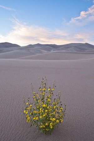 Great Sand Dunes National Park - Colorado, USAの写真素材