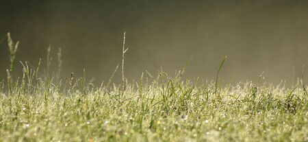 Tall grass covered in dew with the morning mistの写真素材