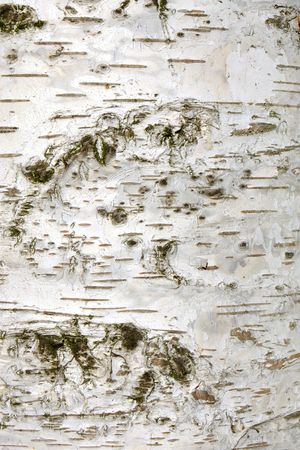 Bark of white birch tree, a vertical picture (texture)の写真素材