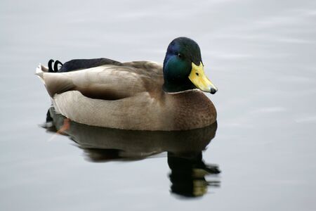 Wild duck swimming in a pond