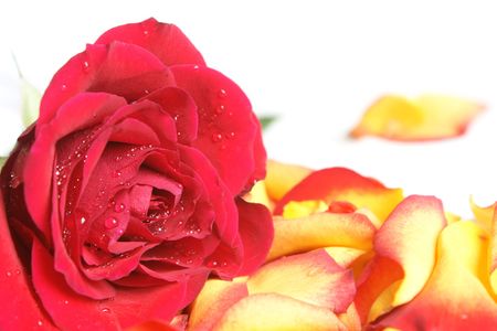 Closeup of red rose covered dew on a white backgroundの写真素材