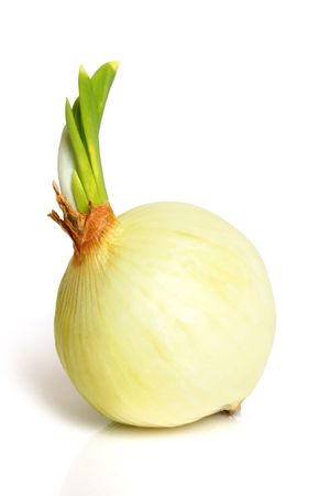 Onion on a white backgroundの写真素材