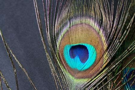 Iridescent peacock feather on the black backgroundの写真素材