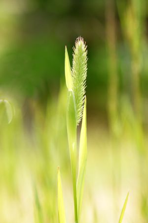Ear on a green backgroundの写真素材