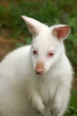 Albino kangaroo (wallaby), a vertical pictureの写真素材