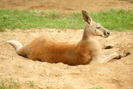 resting red kangaroo (macropus rufus)の写真素材