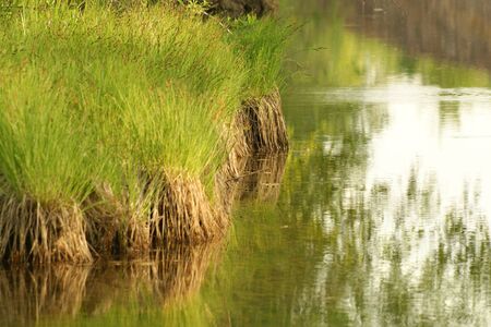 Green shore on the lake, reflections in the water, a horizontal picture