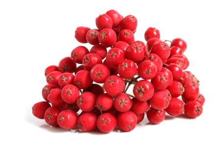 Branch of ashberry on a white backgroundの写真素材