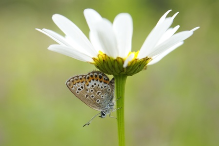 A close-up of the butterfly (plebejus argus) on white camomile flower, a horizontal pictureの写真素材
