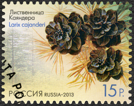 RUSSIA - CIRCA 2013: A stamp printed in Russia shows Larch Cajanderi (Larix cajanderi), series Flora of Russia, Cones of coniferous trees and shrubs, circa 2013のeditorial素材