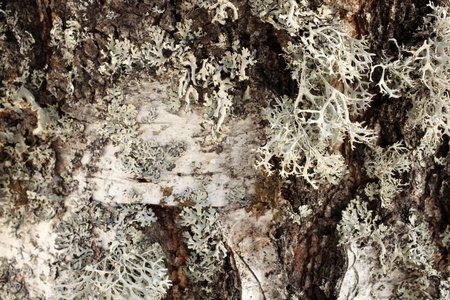 Closeup of white birch tree bark, for backgrounds or texturesの写真素材