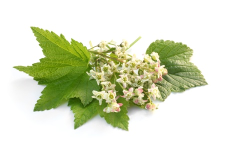 Flowers of a black currant with leaves on a white backgroundの写真素材
