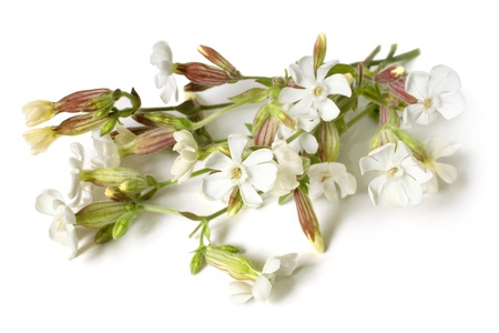 Beautiful flowers of the Bladder Campion on white backgroundの写真素材
