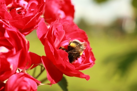 A bumblebee collects pollen from the flowers of a roseの写真素材