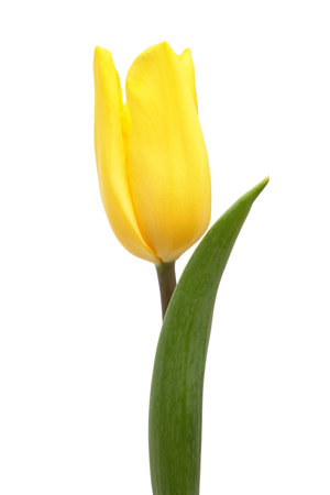 Yellow tulip isolated on a white backgroundの写真素材