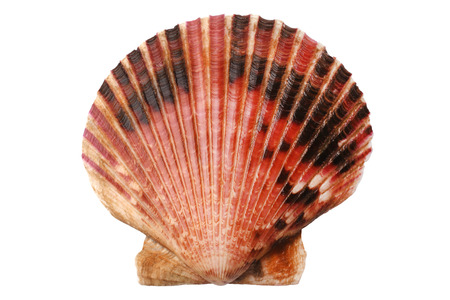 Scallops shell isolated on white background