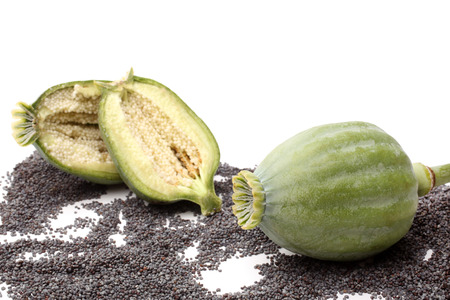 Poppy seeds and poppy heads on white backgroundの写真素材