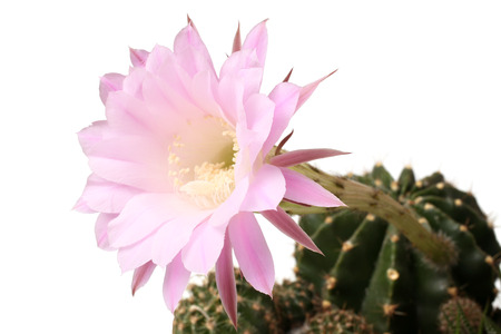 Queen of the Night Cactus (Selenicereus grandiflorus) isolated on white backgroundの写真素材