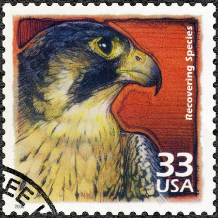 UNITED STATES OF AMERICA - CIRCA 2000: A stamp printed in USA show Peregrine falcon, recovery of...