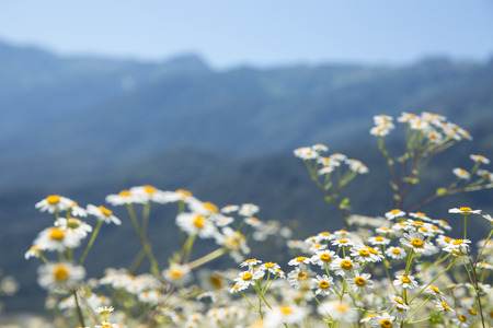 Summer mountain landscape with white camomile flowers, resort "Krasnaya Polyana", Sochi, Russiaの写真素材