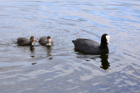 Eurasian Coot (Fulica atra) with a newborn chicksの写真素材