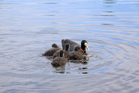 Eurasian Coot (Fulica atra) with a newborn chicksの写真素材