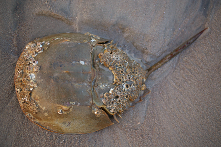 Horseshoe crab on the beachの写真素材
