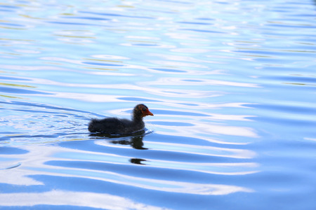 Eurasian Coot chick (Fulica atra)の写真素材