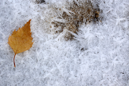 Frozen ice crystals with fallen dry autumn leaf on the ground, for backgrounds or texturesの写真素材