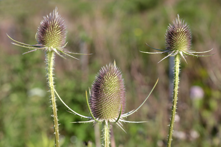 Wild teasel (Dipsacus fullonum), a horizontal pictureの写真素材