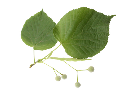 Tilia fruit  with green leaves isolated on white backgroundの写真素材