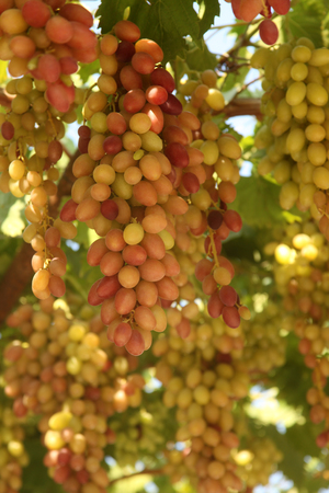 Bunch of grapes on the vine with green leavesの写真素材