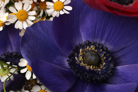 Closeup of  purple anemone flower in bouquetの写真素材