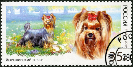 RUSSIA - CIRCA 2019: A stamp printed in Russia shows series Yorkshire Terrier, series toy dogs, decorative room dogs, circa 2019のeditorial素材