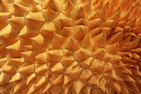 Closeup durian thorns, for backgrounds or texturesの写真素材
