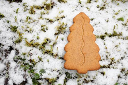 Gingerbread cookie on winter backgroundの写真素材