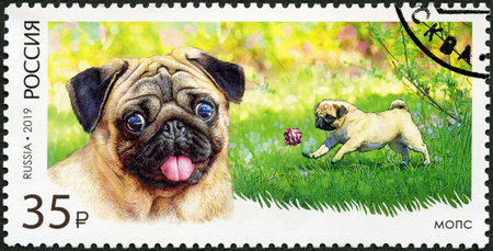 RUSSIA - CIRCA 2019: A stamp printed in Russia shows Pug, series toy dogs, decorative room dogs, circa 2019のeditorial素材