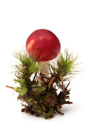 Russula paludosa with moss on white backgroundの写真素材