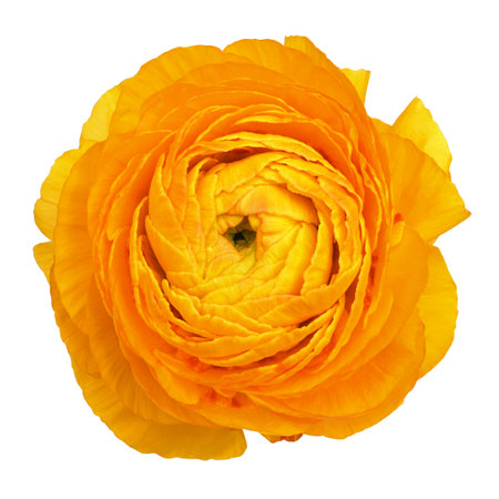 Yellow Ranunculus Asiaticus buttercup flower head isolated on white background