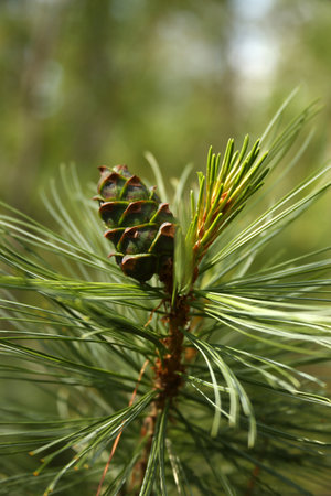 Branch with cone of Siberian Dwarf Pine (Pinus pumila)